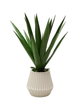 Matalan Aloe in Pot £20