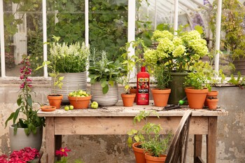 https://az.prshots.co.uk/contents/archives/3552/1530/images/thumb350x287_auto/dobbies_garden_centres_summer-prestonhall-gyo-tomato-lifestyles__bb818_thumb.jpg