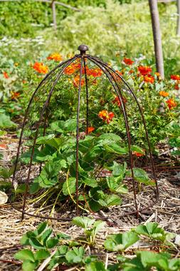 OUTDOOR WIRE NETTED PLANT PROTECTOR BRONZE &pound;54.99