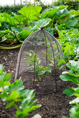 OUTDOOR WIRED PLANT PROTECTOR BRONZE H55CM W47CM