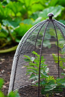 OUTDOOR WIRED PLANT PROTECTOR BRONZE H55CM W47CM