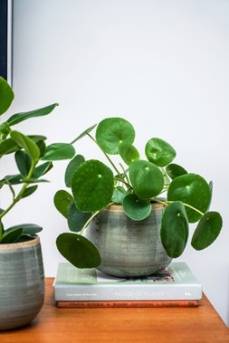 POT COMO MINT H12CM D14CM &pound;9.99