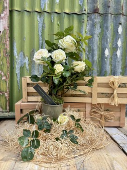 The Remembrance Rose Box