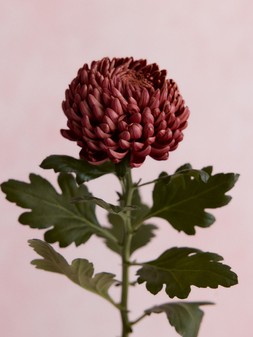 STILL LIFE 019