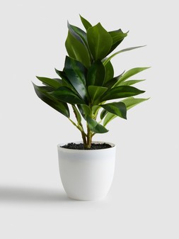 PRIMARK POTTED PLANT, £3.50, €4, RON20, PLN17, CZK105